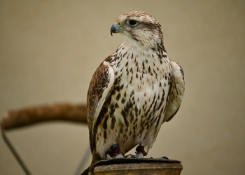 Rajzpályázat az év madaráért