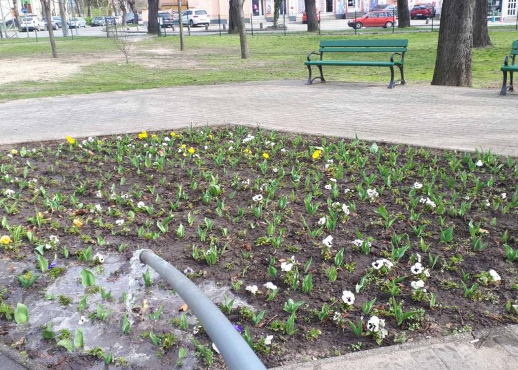 Városszerte zajlik a virágágyások öntözése