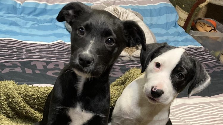 Tavaszi sétáltatónap a Zöld Menedéknél