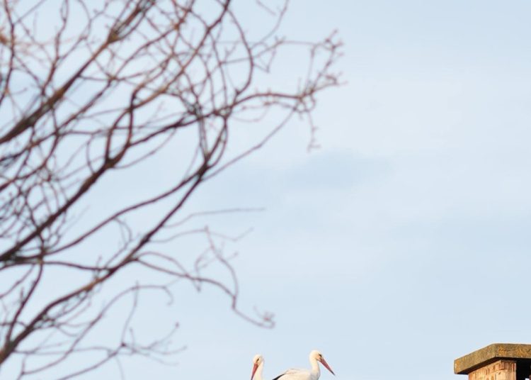 Megérkezett Vác gólyapárja!