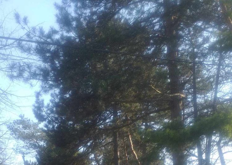 A Városfejlesztő már a tavaszi munkákat végzi