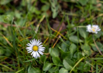 Az idén virágosztás is lesz a Virágos Vácért versenyen