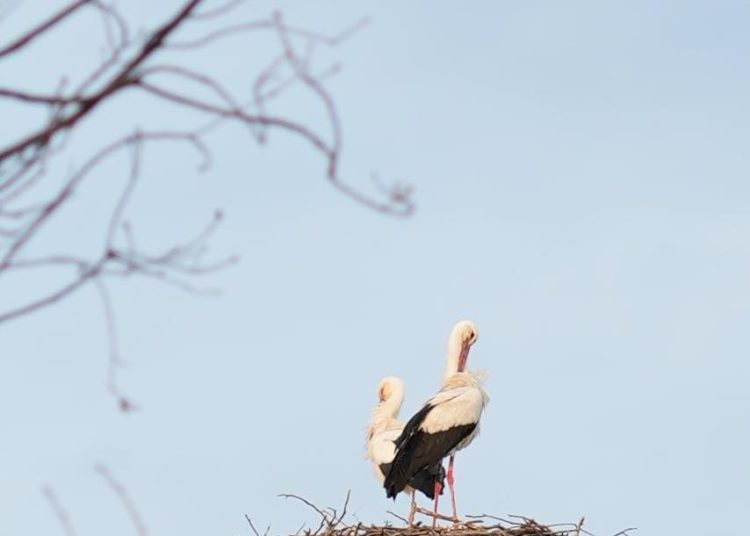 Megérkezett Vác gólyapárja!