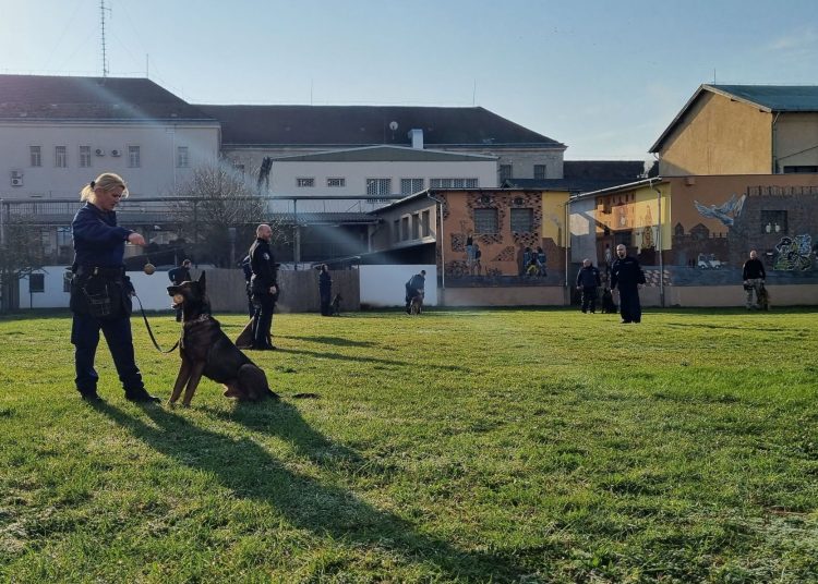 Így zajlott a kutyák kiképzése a váci börtönben