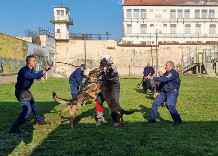 Így zajlott a kutyák kiképzése a váci börtönben