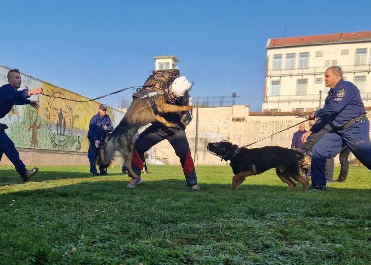 Így zajlott a kutyák kiképzése a váci börtönben