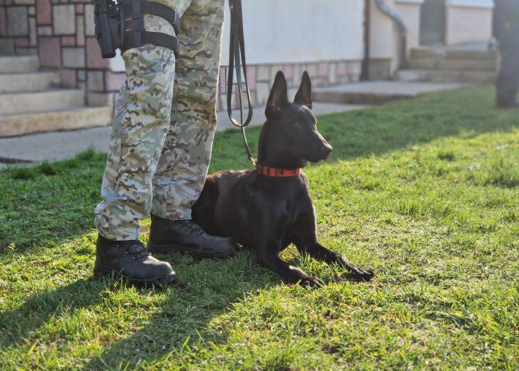 Így zajlott a kutyák kiképzése a váci börtönben