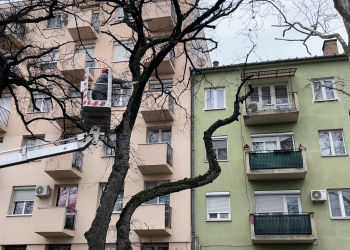 A Damjanich téri fák is megfiatalodnak – videóval