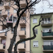 A Damjanich téri fák is megfiatalodnak – videóval