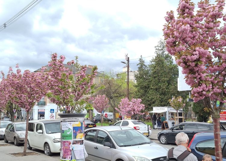 Virágba borult Vác főutcája