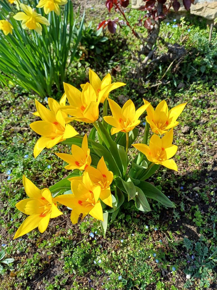 Kedden is Vác „csinosításán” dolgozott a városfejlesztő