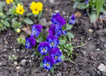 Négyéves szünet után ismét ingyen kapnak virágokat azok a váciak, akik szépítenék a környezetüket