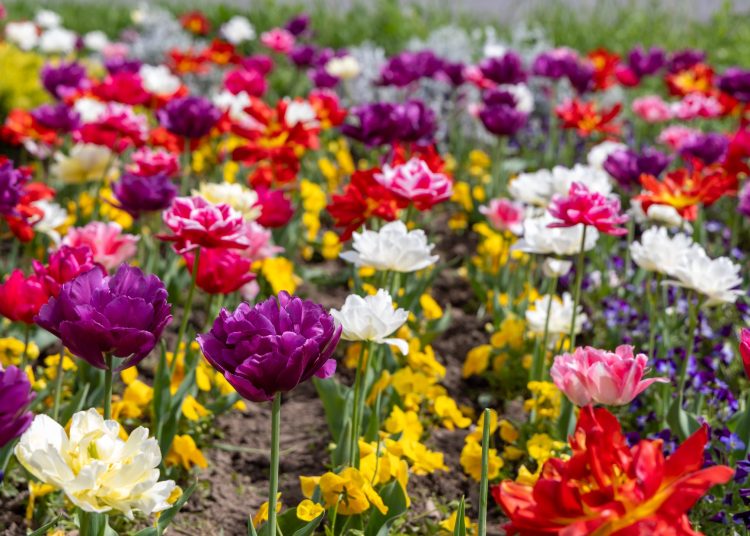 Virágban úszik Vác