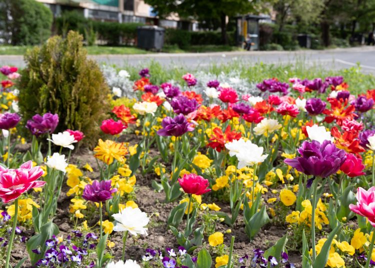 Virágban úszik Vác