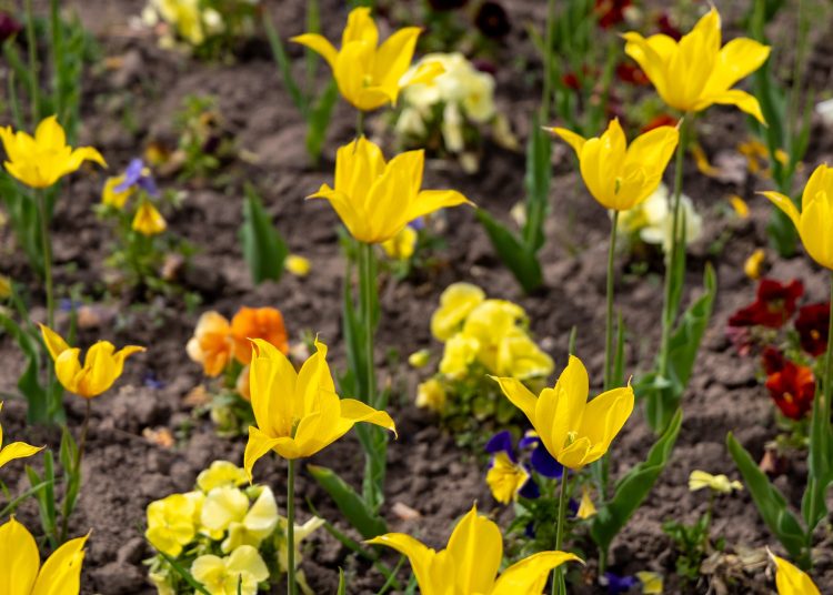 Virágban úszik Vác