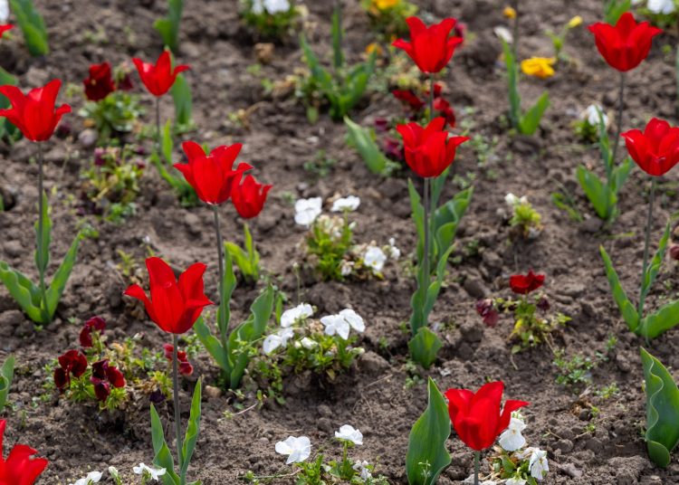 Virágban úszik Vác