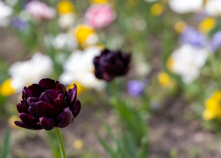 Virágban úszik Vác