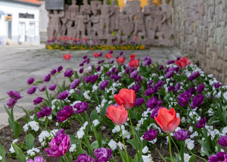 Virágban úszik Vác