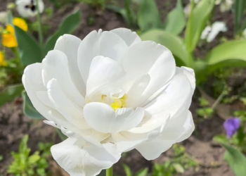 Közel félezren jelentkeztek az idei Virágos Vácra