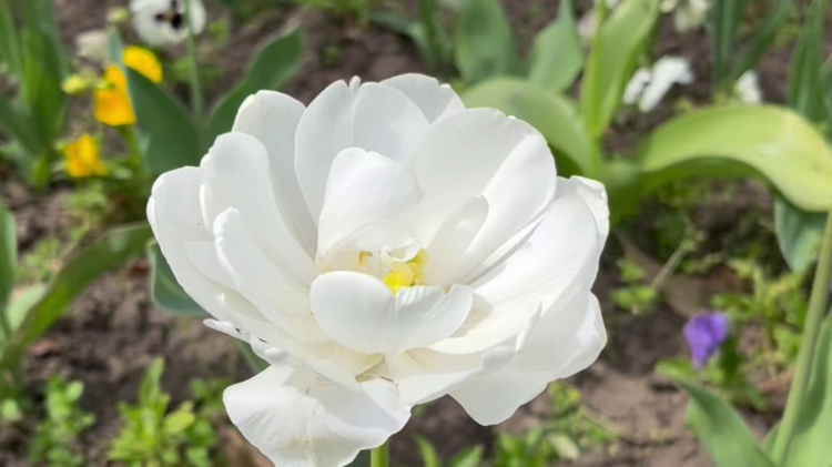 Közel félezren jelentkeztek az idei Virágos Vácra