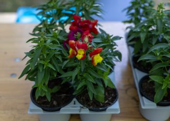 Galéria: virágosztás Vácon