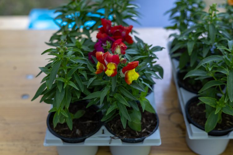 Galéria: virágosztás Vácon