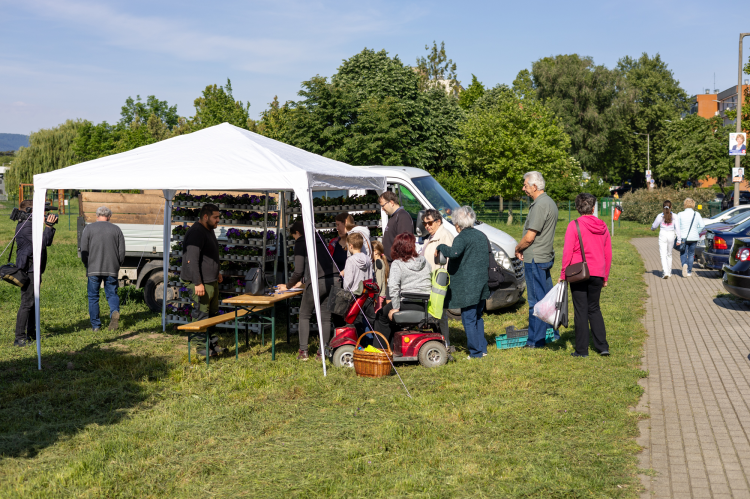 Virágosztás és faültetés is volt szombaton Vácon