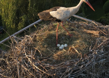 Költenek a váci gólyák!