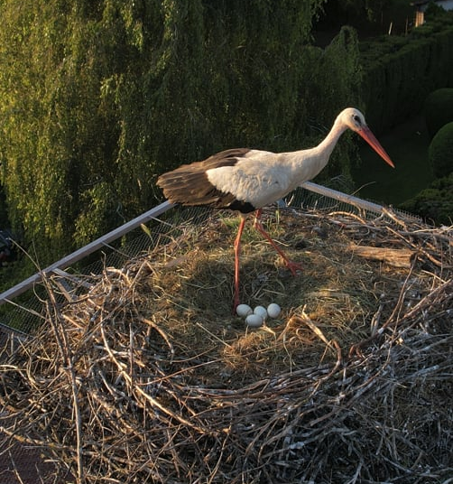 Költenek a váci gólyák!