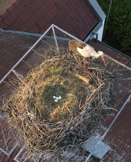 Költenek a váci gólyák!