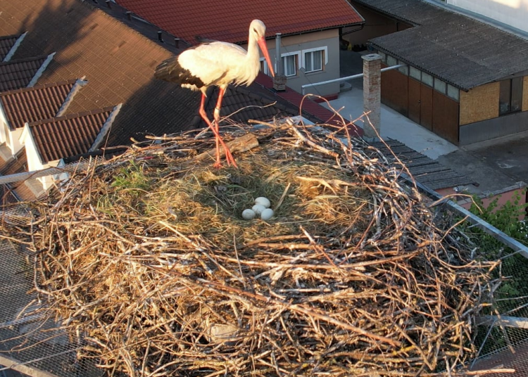 Költenek a váci gólyák!