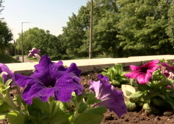 Virágba borult Deákvár egyik forgalmas lépcsője és az Ohmann szobor környéke