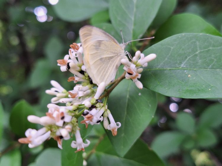 Június 5-e környezetvédelmi világnap