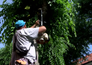 Munkában a Városfejlesztő; ostorfák metszését végezték