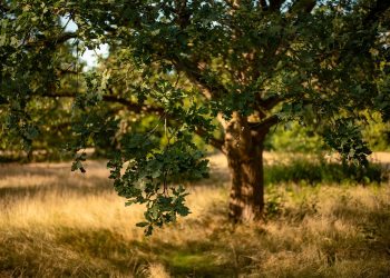 Enyhítsd a fák szomjúságát