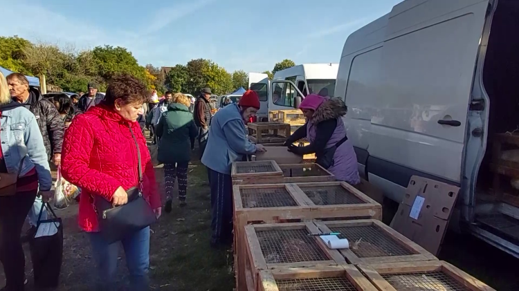 Vasárnap megint kinyit a Dunakanyar legnagyobb börzéje
