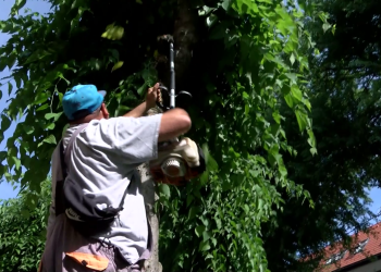 Munkában a Városfejlesztő; ostorfák metszését végezték