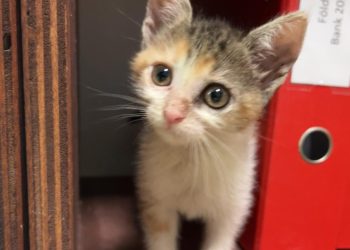 Kölyökmacskákat raktak a napra egy fekete zacskóban