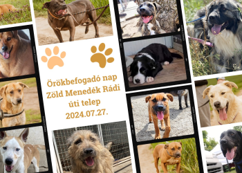 Örökbefogadó nap a Zöld Menedékben