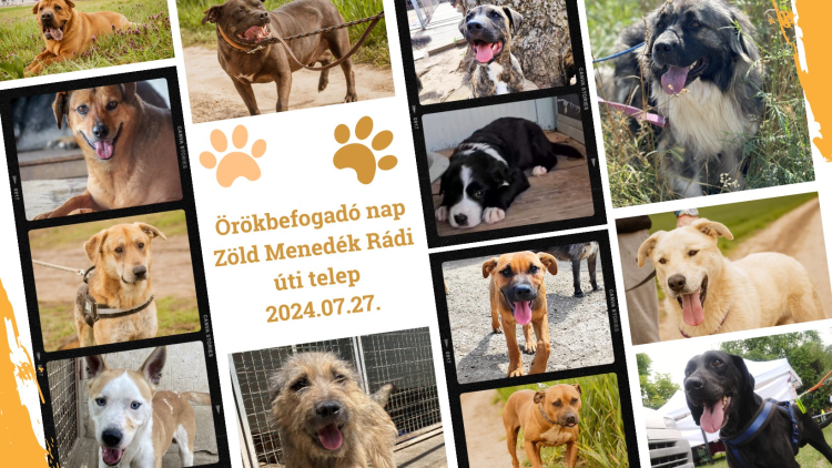 Örökbefogadó nap a Zöld Menedékben