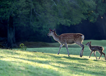 Őzek üzekedése akár az utakon is