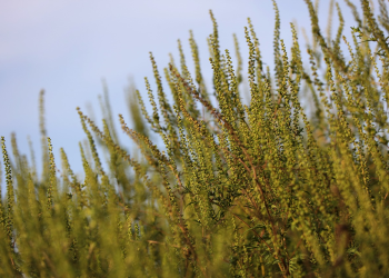 Csúcson a parlagfű virágzása