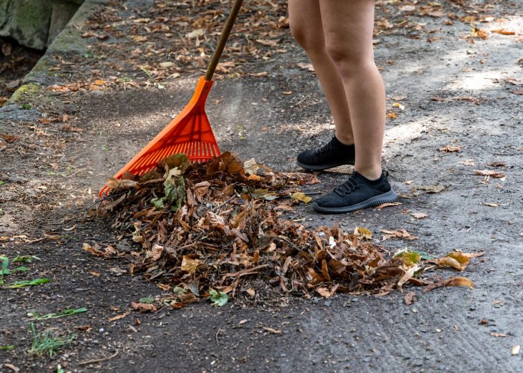 Galéria: így takarították a ligetet