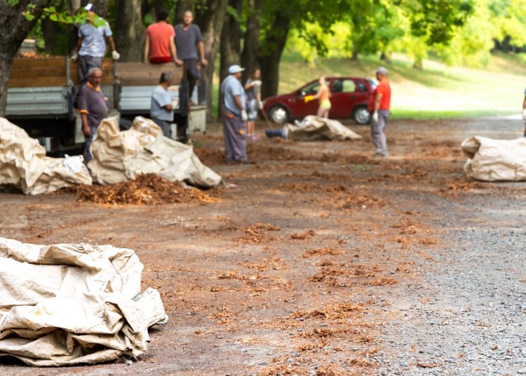 Galéria: így takarították a ligetet