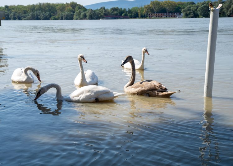 Fotógaléria: a Duna elérte a 7 métert, de a gát elkészült