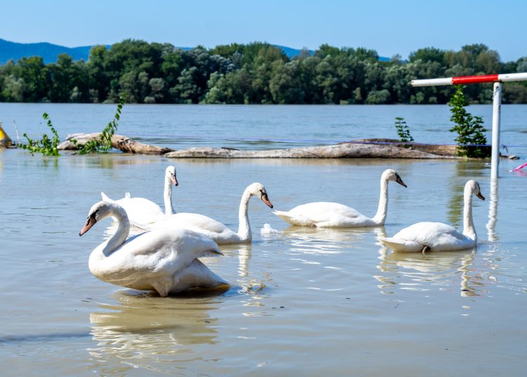 Fotógaléria: a Duna elérte a 7 métert, de a gát elkészült