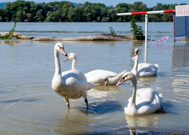 Fotógaléria: a Duna elérte a 7 métert, de a gát elkészült