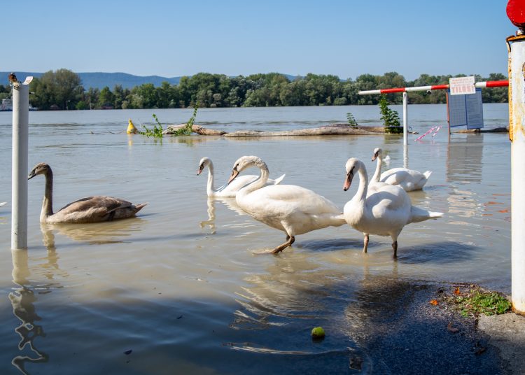 Fotógaléria: a Duna elérte a 7 métert, de a gát elkészült