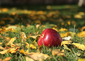 A gyenge termés miatt megduplázódott az alma ára (videóval)
