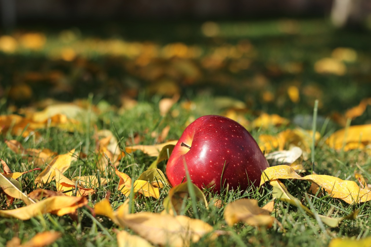 A gyenge termés miatt megduplázódott az alma ára (videóval)